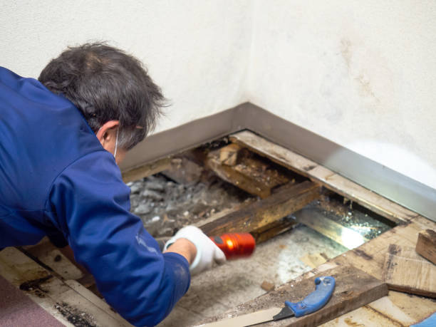 Best Commercial Mold Remediation in Lewisville, TX