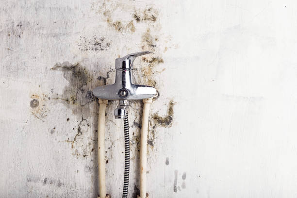 Best Black Mold Remediation in Lewisville, TX