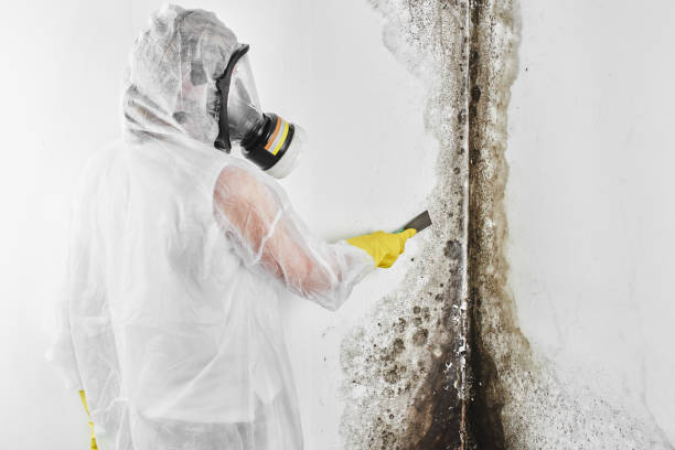 Best HVAC Mold Remediation in Lewisville, TX