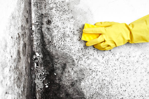 Best Bathroom Mold Remediation in Lewisville, TX