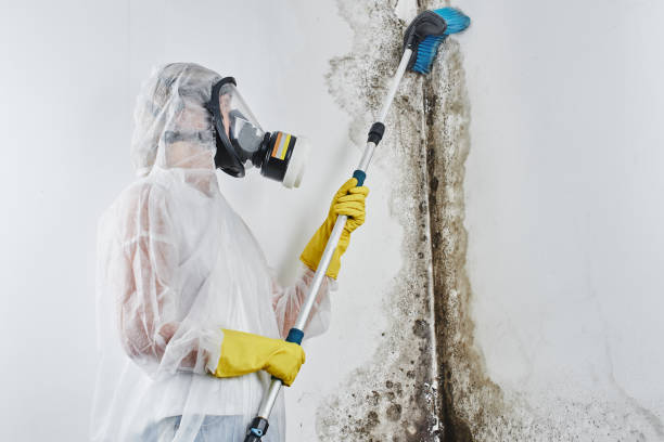Best Emergency Mold Remediation in Lewisville, TX