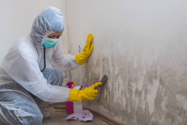 Best Basement Mold Remediation in Lewisville, TX