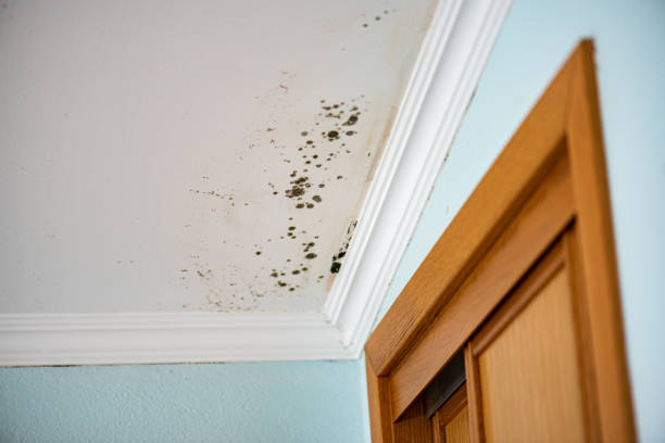 Best Crawl Space Mold Remediation in Lewisville, TX