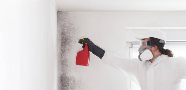 Best Kitchen Mold Remediation in Lewisville, TX