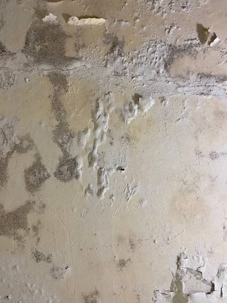 Best Mold Remediation for Schools in Lewisville, TX