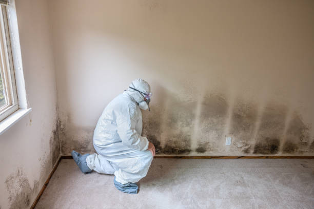 Best Post-Flood Mold Remediation in Lewisville, TX