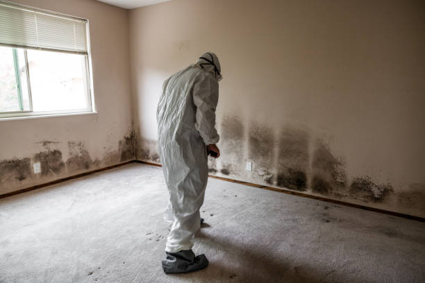 Best Residential Mold Remediation in Lewisville, TX