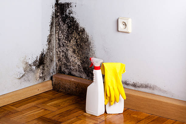Best Industrial Mold Remediation in Lewisville, TX